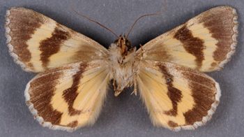 Media type: image;   Entomology 23035 Aspect: habitus ventral view